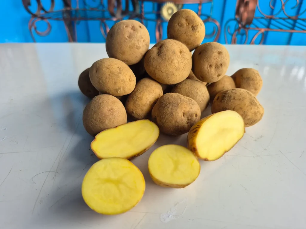 Kentang Dieng Asli Grade C Ukuran Kecil Rendang Kuning Pulen