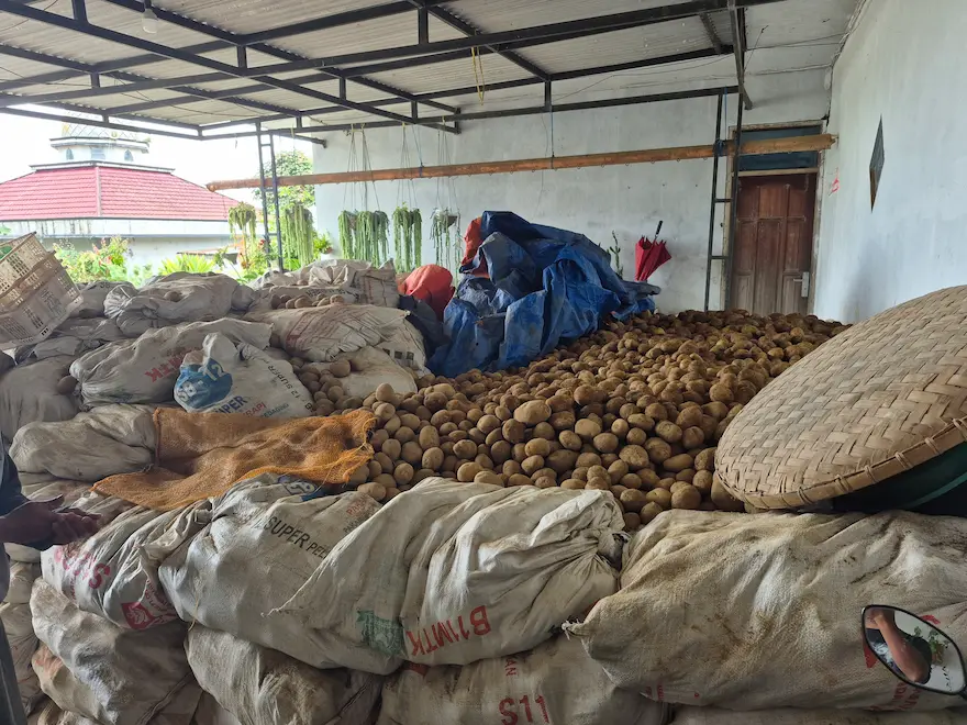 Tumpukan karung kentang Dieng siap kirim di gudang Yogyakarta, stok tonase rutin