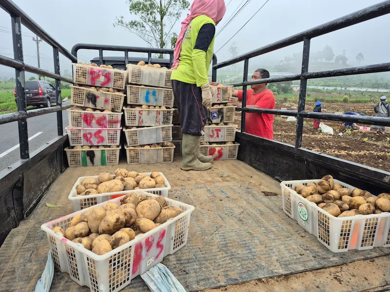 Proses sortir dan muat kentang Dieng pilihan kualitas super siap kirim ke luar kota