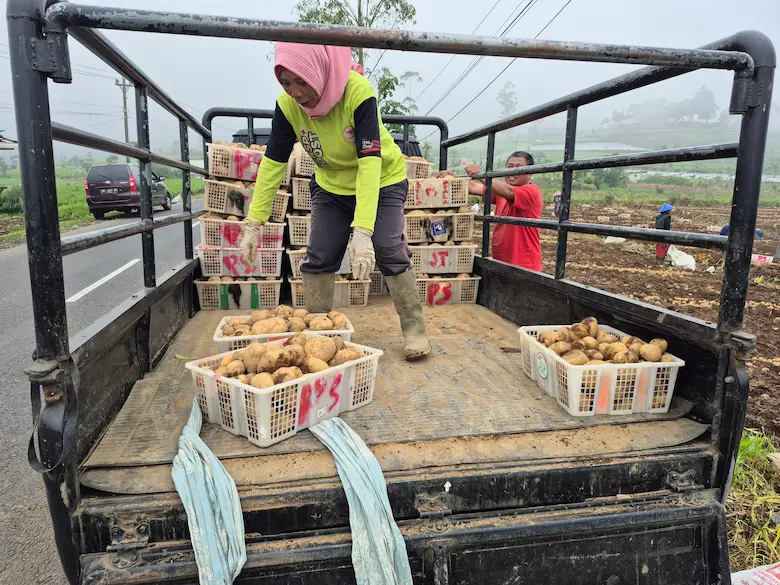 Proses Muat Pengiriman Grosir Kentang Dieng Partai Besar Truk Engkel Double