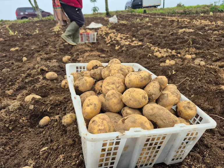 Panen kentang Dieng asli daging kuning mentega segar langsung dari ladang dataran tinggi